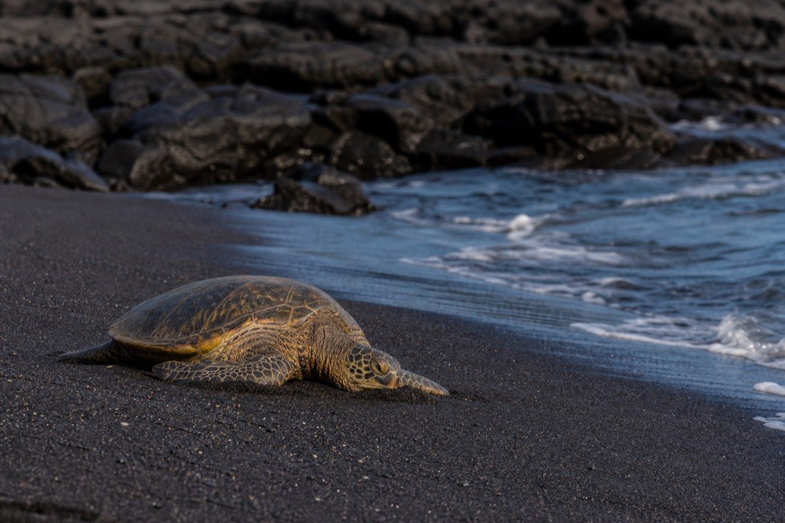 A green sea turtle resting on the sand at Punalu’u