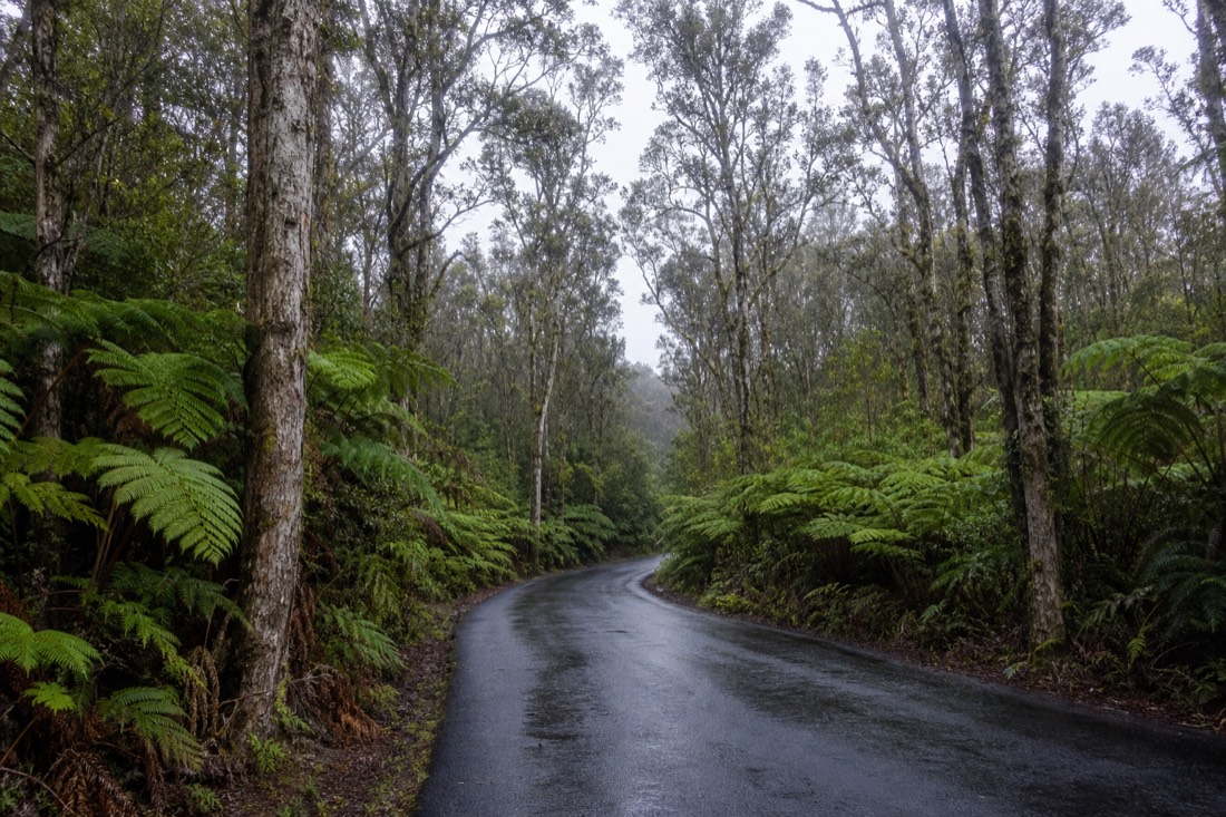 A park road through native ʻōhiʻa and tree-fern forest at Kīlauea's summit