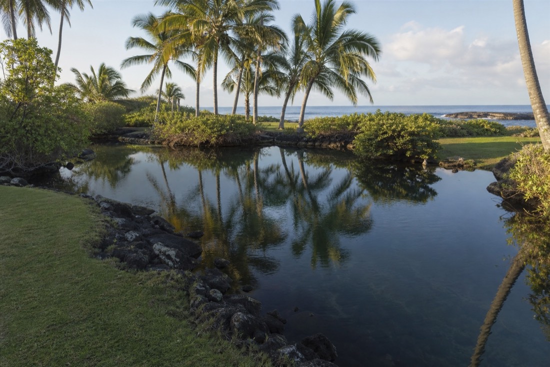 A freshwater spring pool near the Hilo shoreline, where cold groundwater mixes with the sea