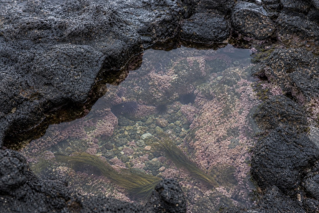 A shallow tide pool along Hilo's volcanic shoreline