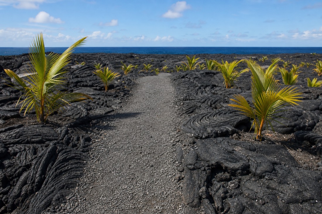 The lava path across the flow that buried Kaimū village in 1990, now growing back with coconut palms