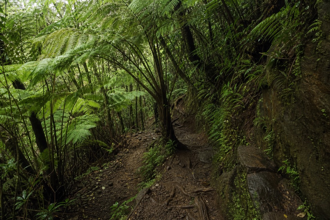 The rainforest switchbacks that carry the trail down onto the crater floor
