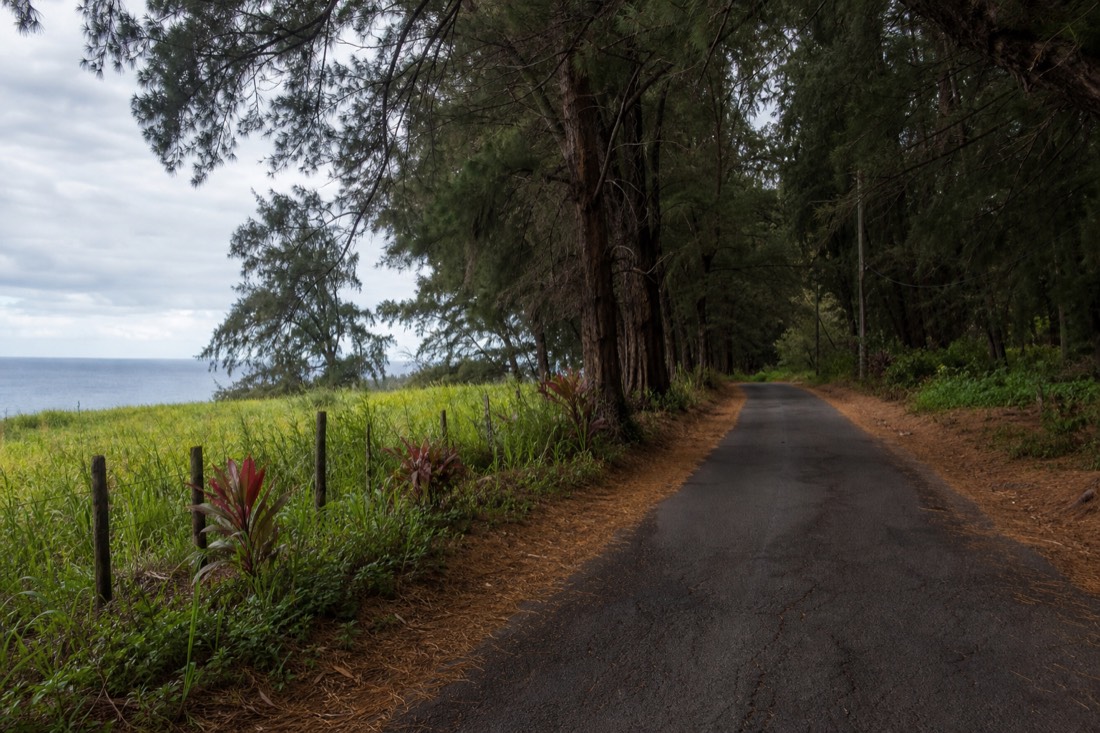 The ironwood-lined road through Kukuihaele, the small town at the head of the Waipiʻo Valley road