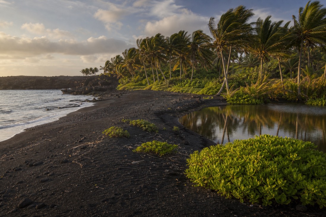 The palm-lined shoreline at Punaluʻu Black Sand Beach