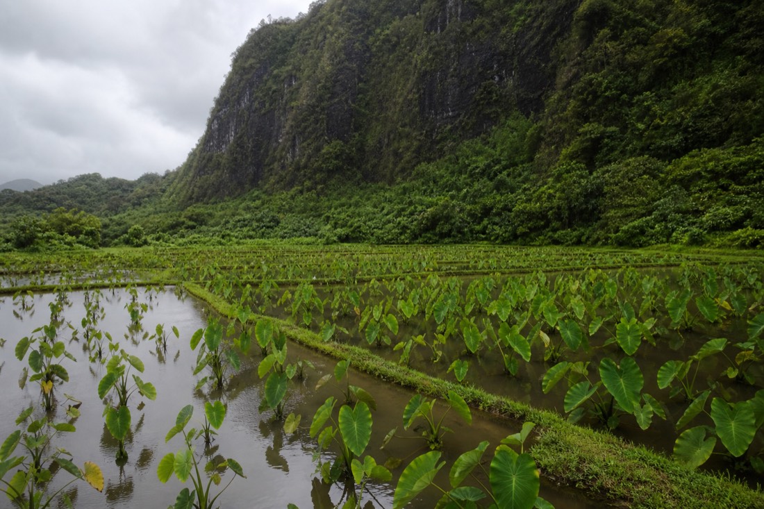 Taro terraces (loʻi) farmed by Waipiʻo Valley's residents