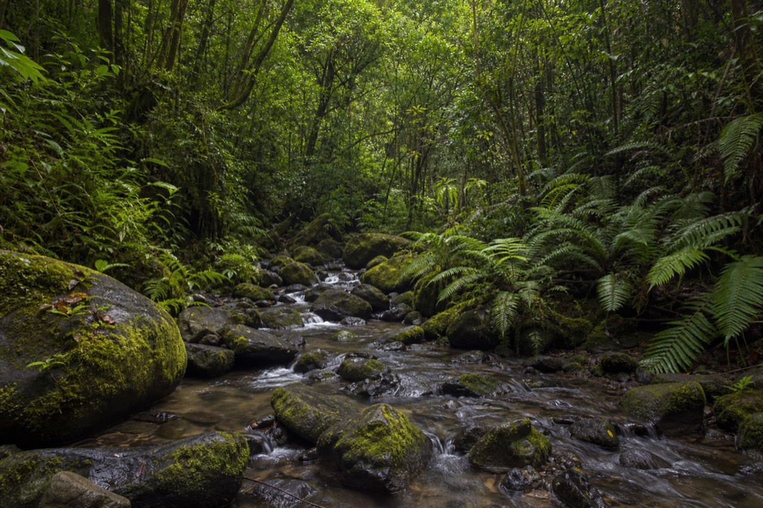 A freshwater stream in the rainforest above Hilo