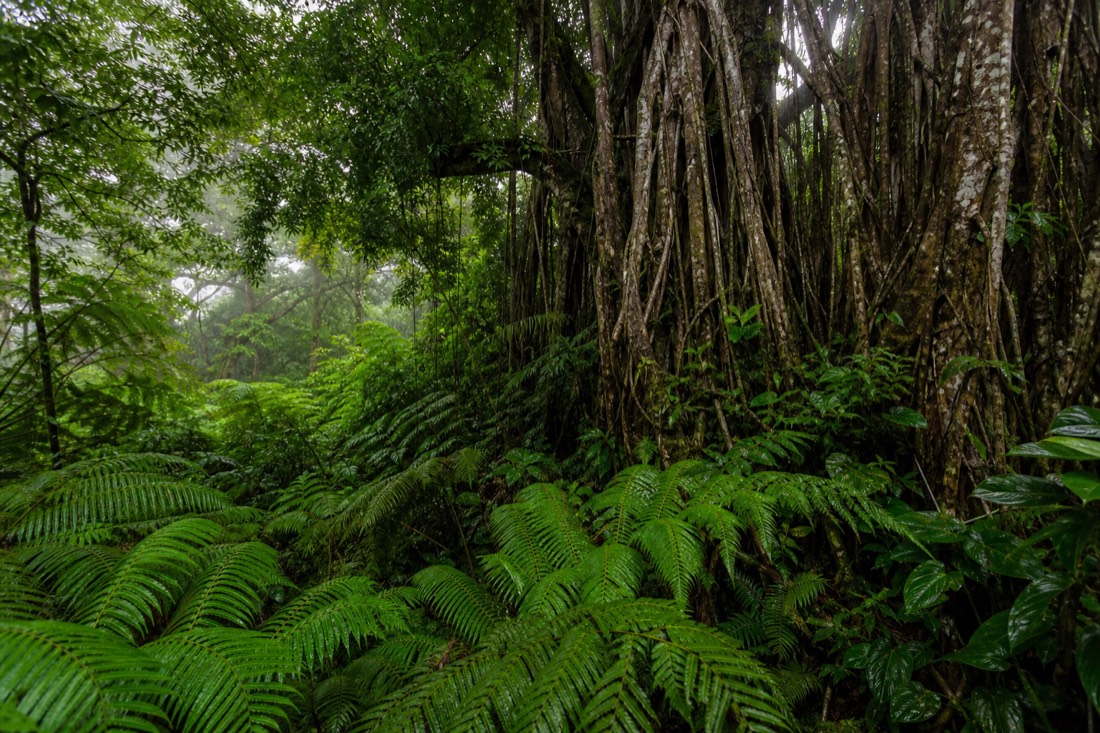 Tropical rainforest canopy on the Big Island's Hilo side