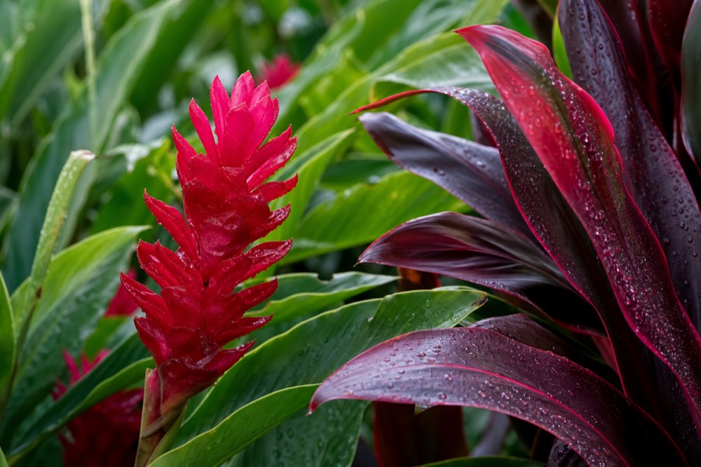 Tropical flowers typical of the wet Hilo side of the island